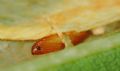 Phyllonorycter platani